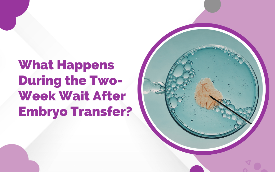 What Happens During the Two-Week Wait After Embryo Transfer?