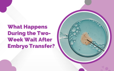 What Happens During the Two-Week Wait After Embryo Transfer?